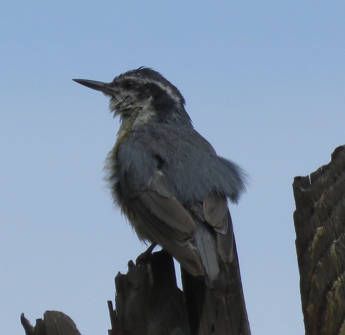 Red-breasted Nuthatch - ML470569531