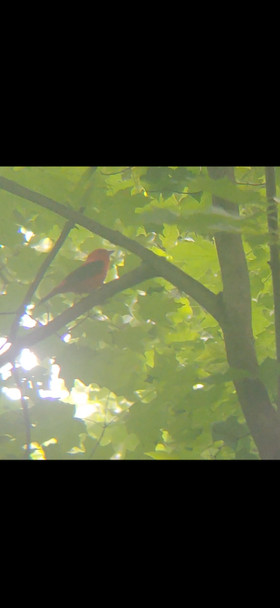 Scarlet Tanager - ML470570711