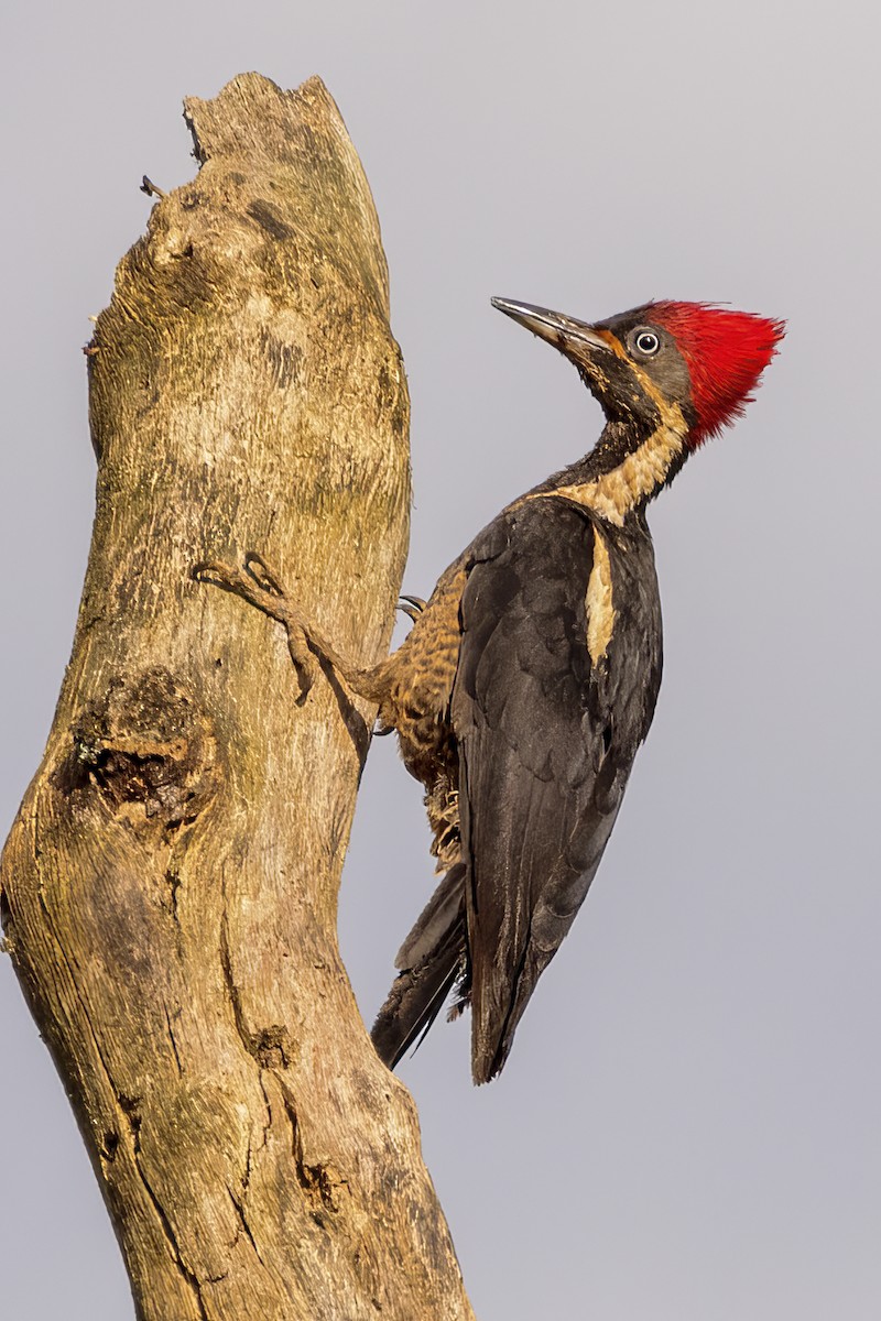 Lineated Woodpecker - Scott Young