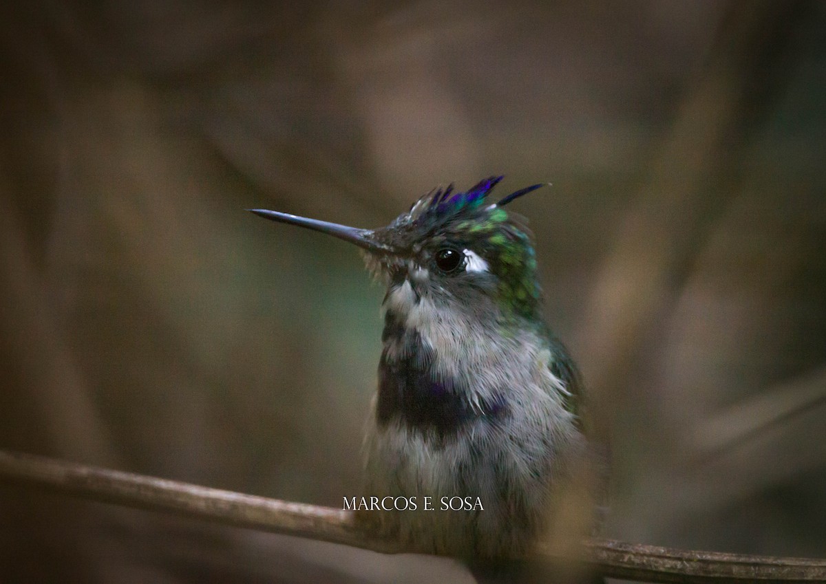 Purple-crowned Plovercrest - ML470571781