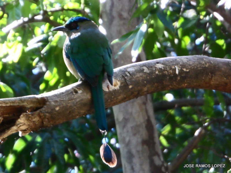 Lesson's Motmot - ML47057241