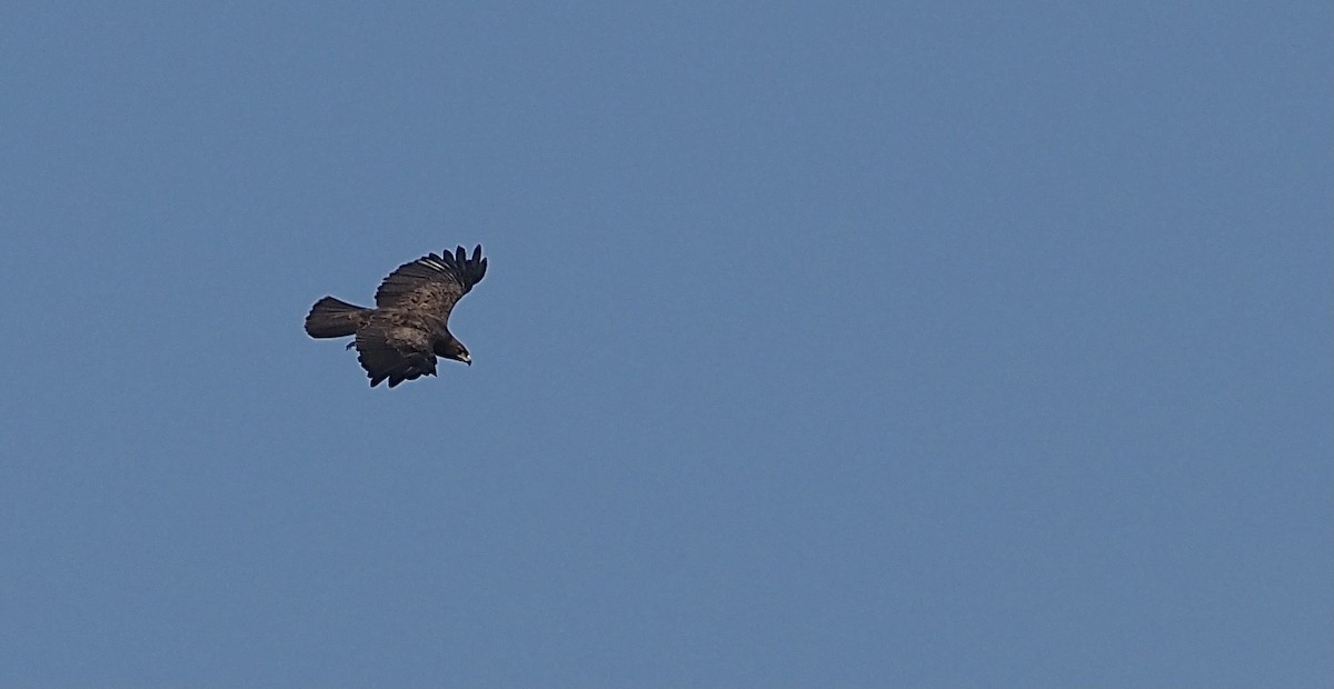 Águila de Wahlberg - ML470572631