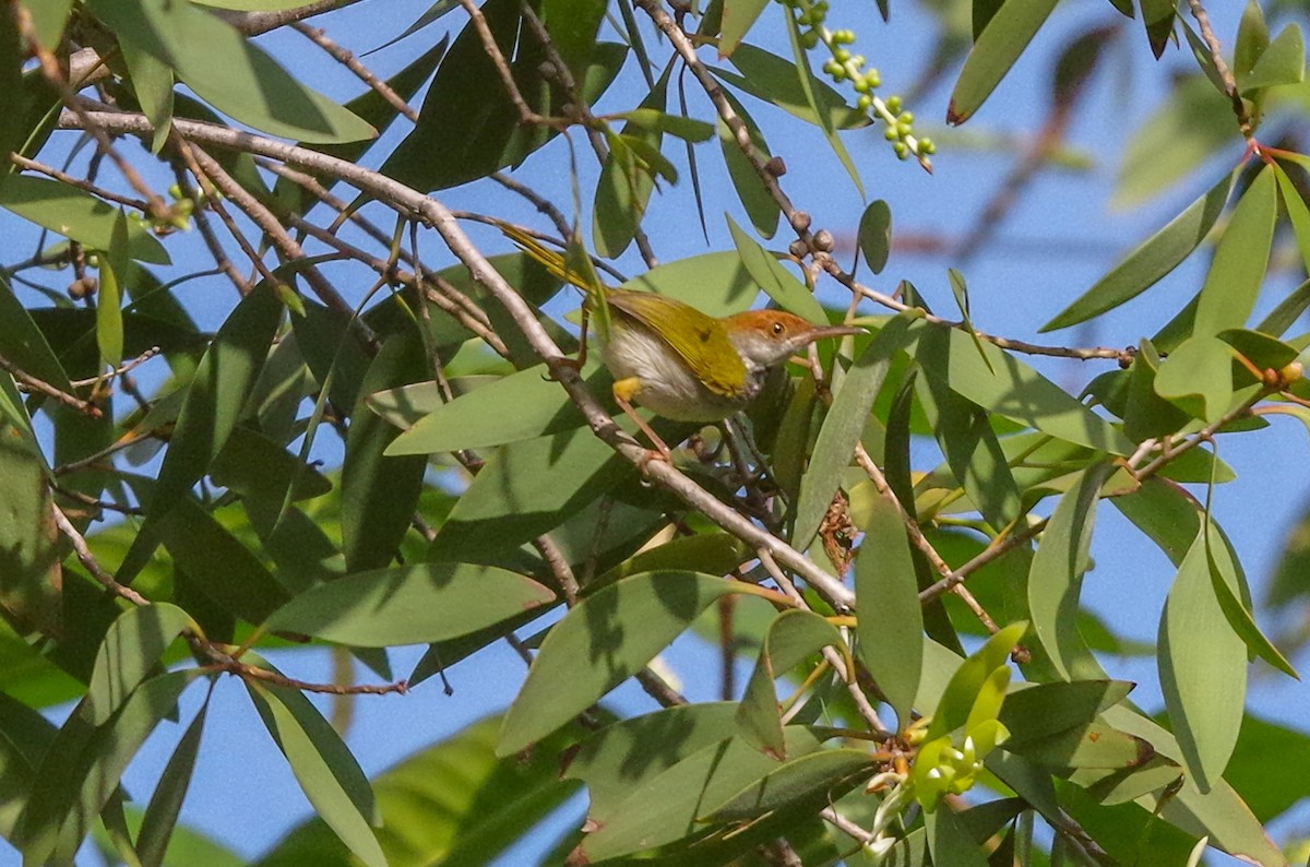 Asian Koel - ML470573311