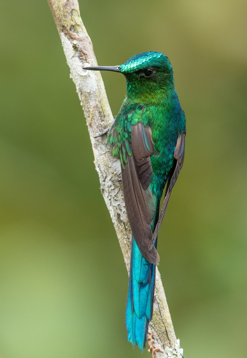 Long-tailed Sylph - ML470575591