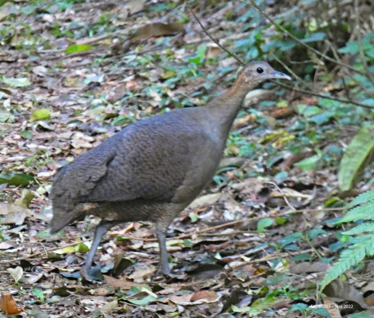 Solitary Tinamou - ML470576561