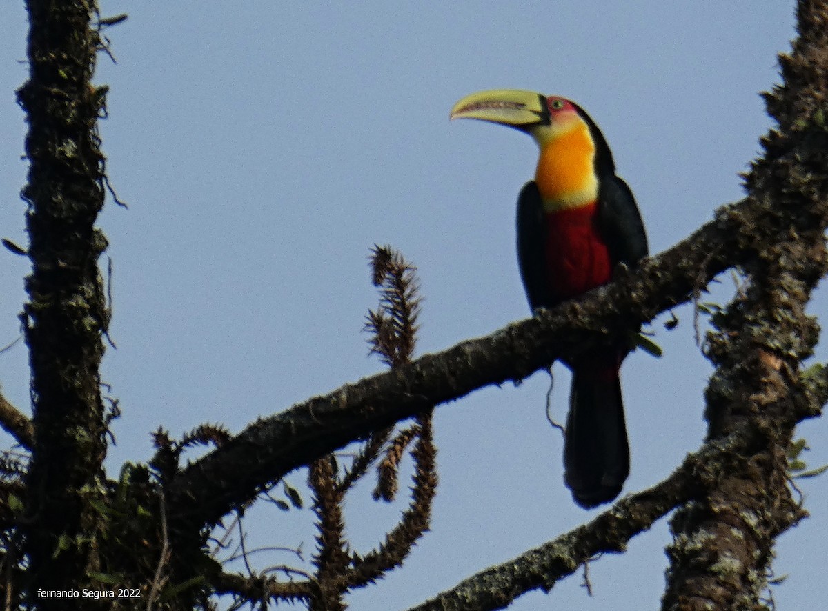 Red-breasted Toucan - ML470576781
