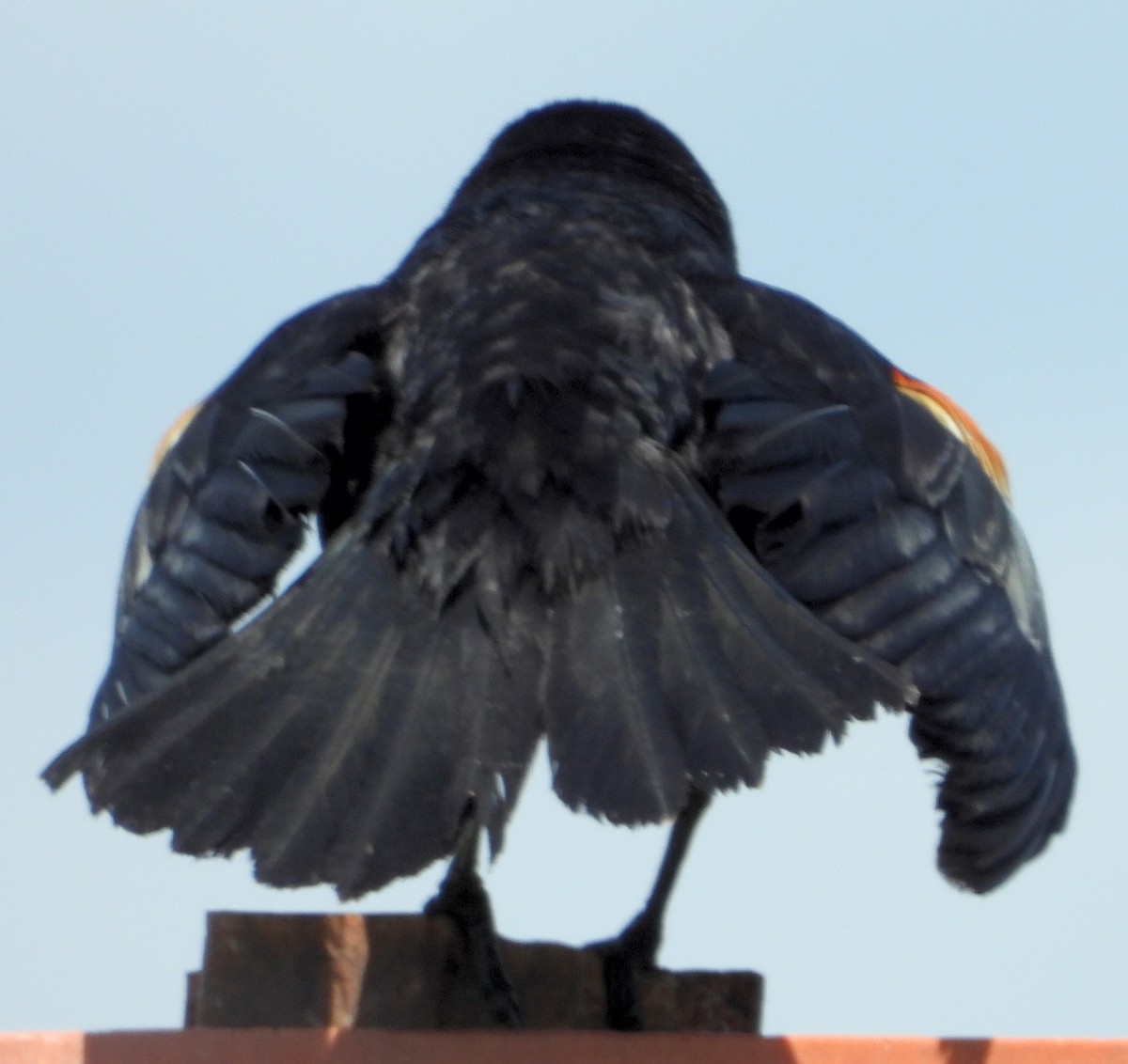 Red-winged Blackbird - ML470578581