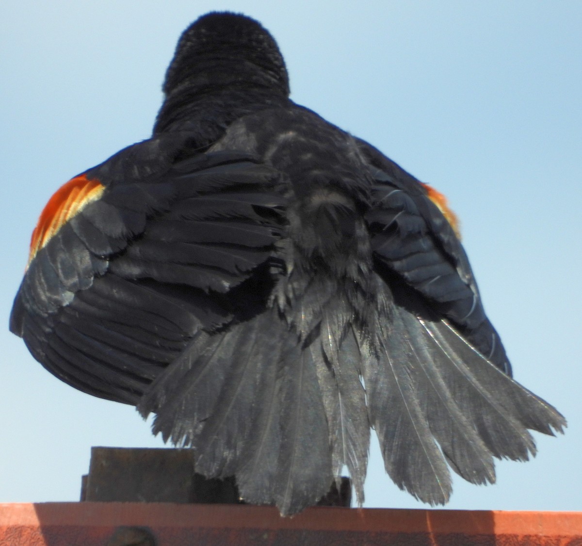 Red-winged Blackbird - ML470578651