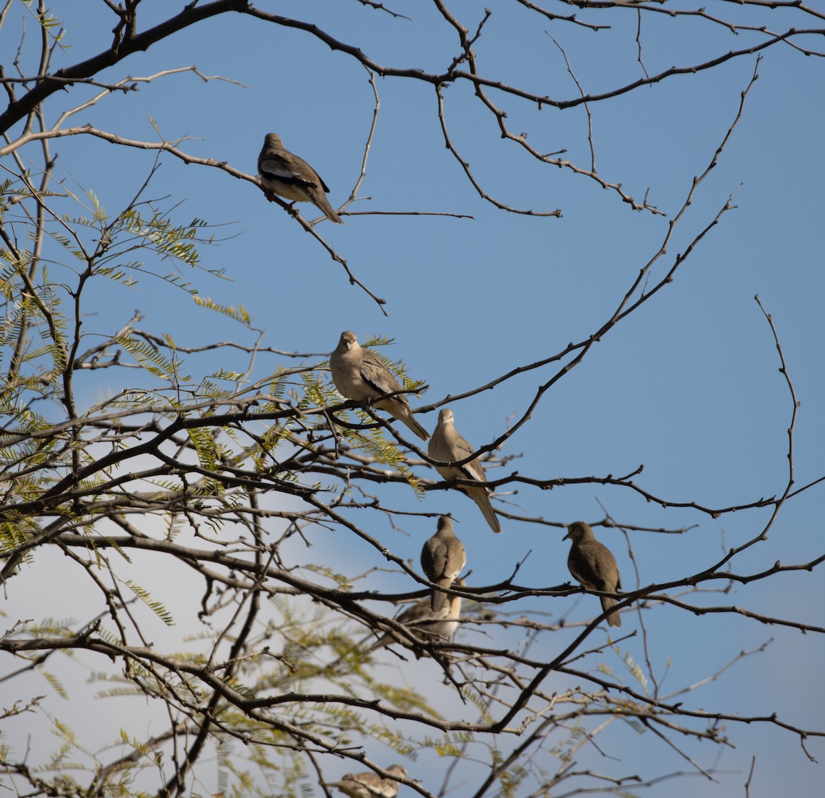 Picui Ground Dove - ML470580161