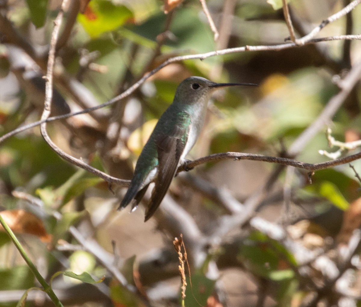 White-bellied Hummingbird - ML470580691