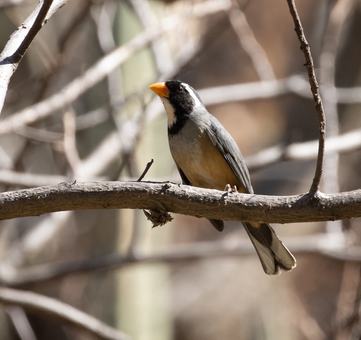 Golden-billed Saltator - Lindy Fung