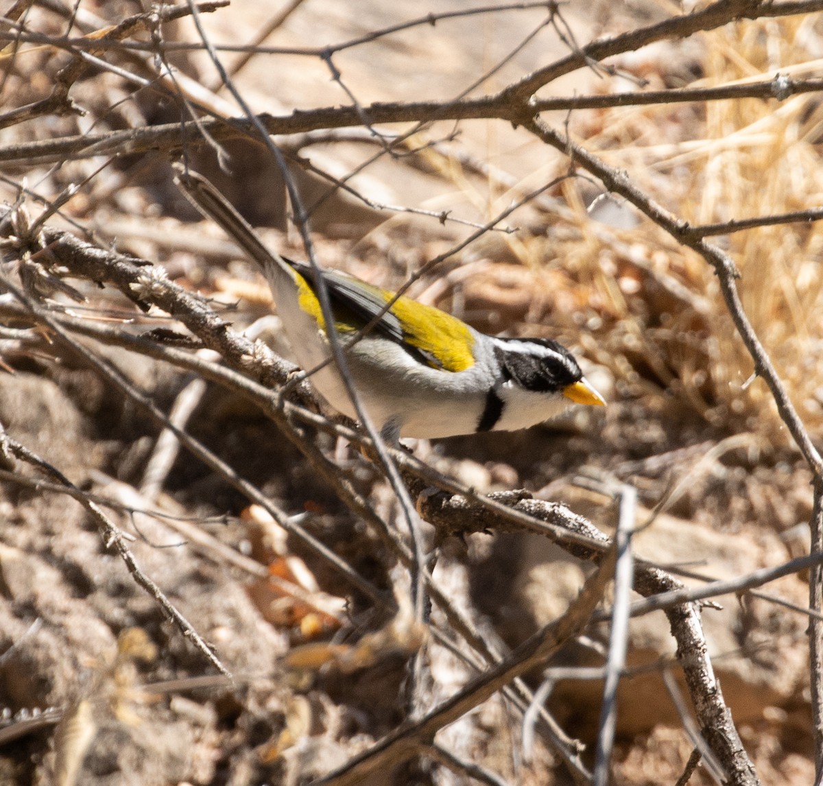 Moss-backed Sparrow - ML470581531