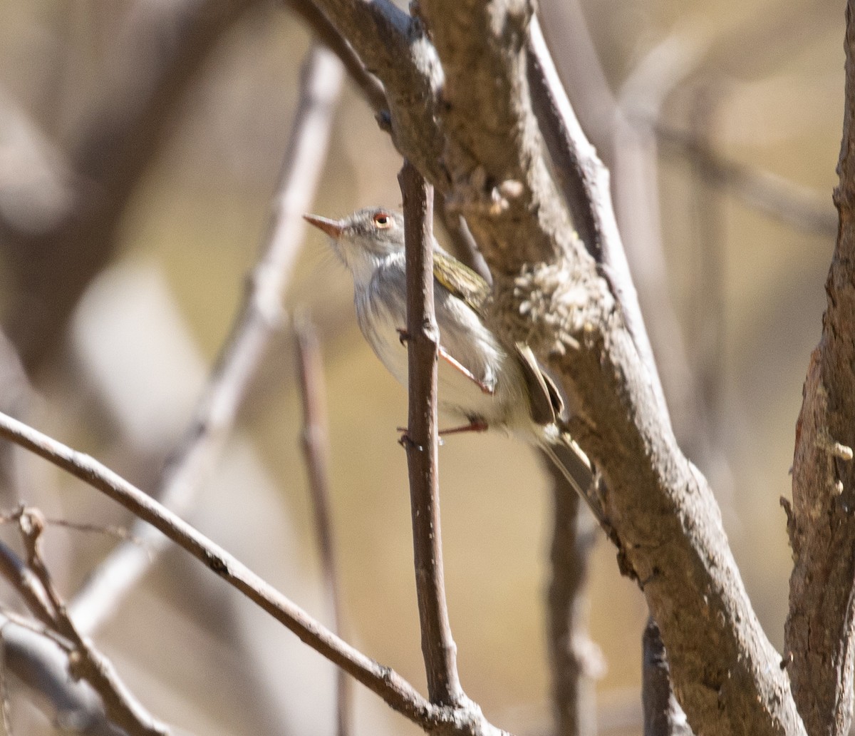 Pearly-vented Tody-Tyrant - ML470581611