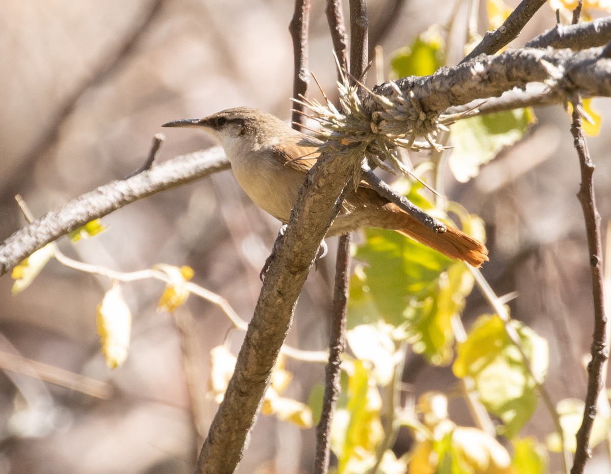 Bandurrita Boliviana - ML470581861