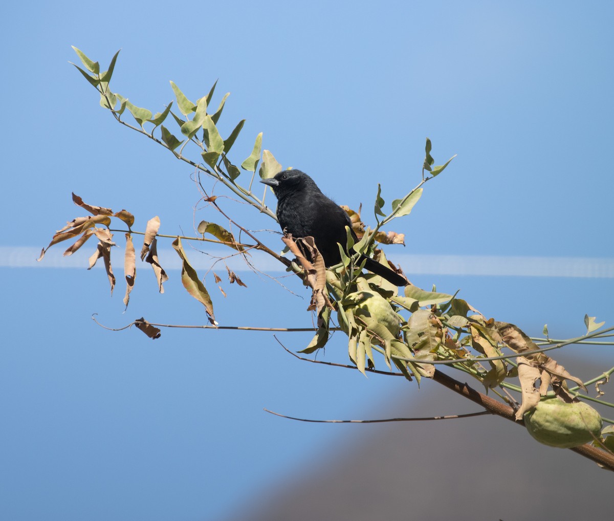 Bolivian Blackbird - Lindy Fung
