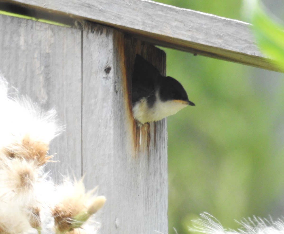 Tree Swallow - ML470582311