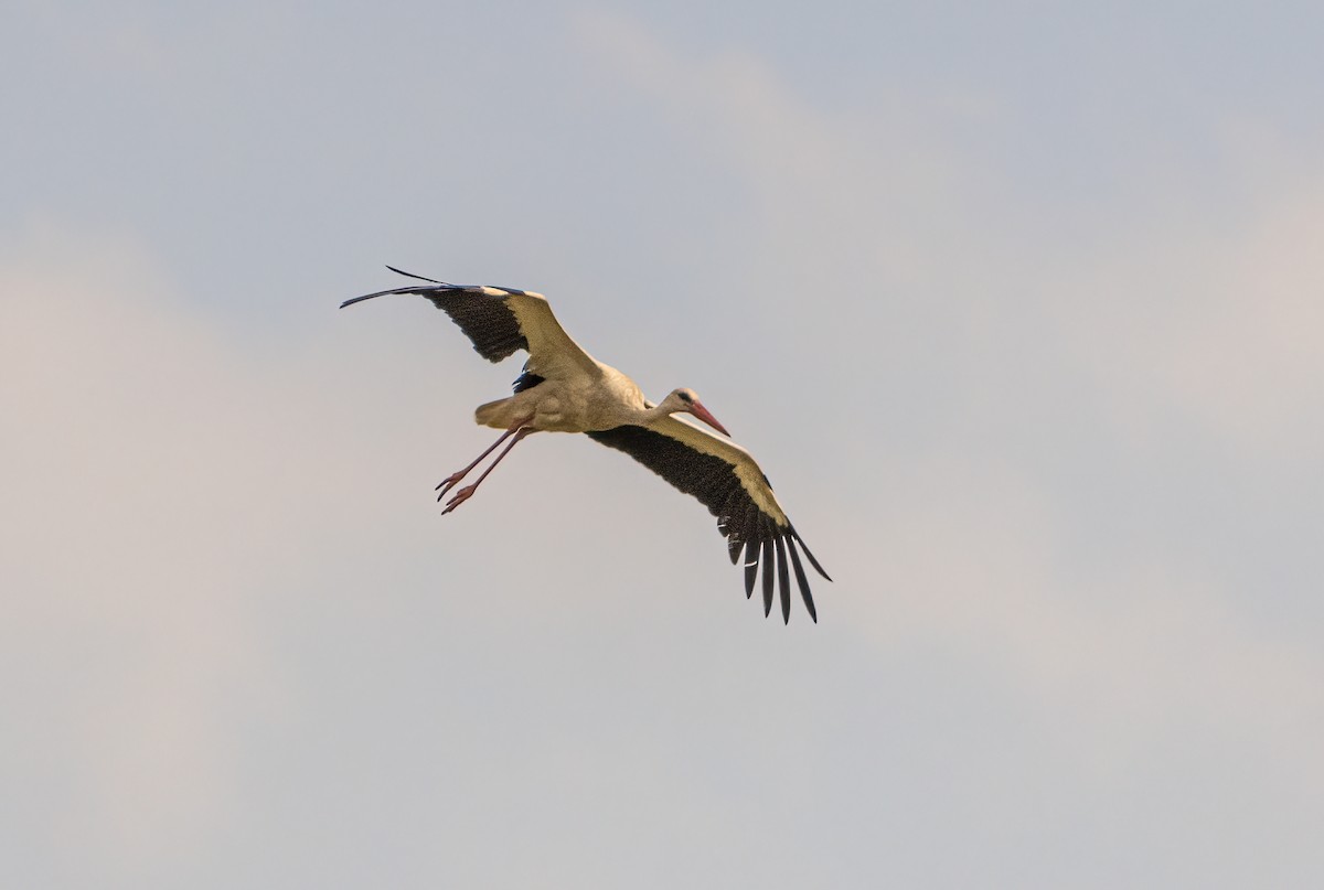 White Stork - ML470582421