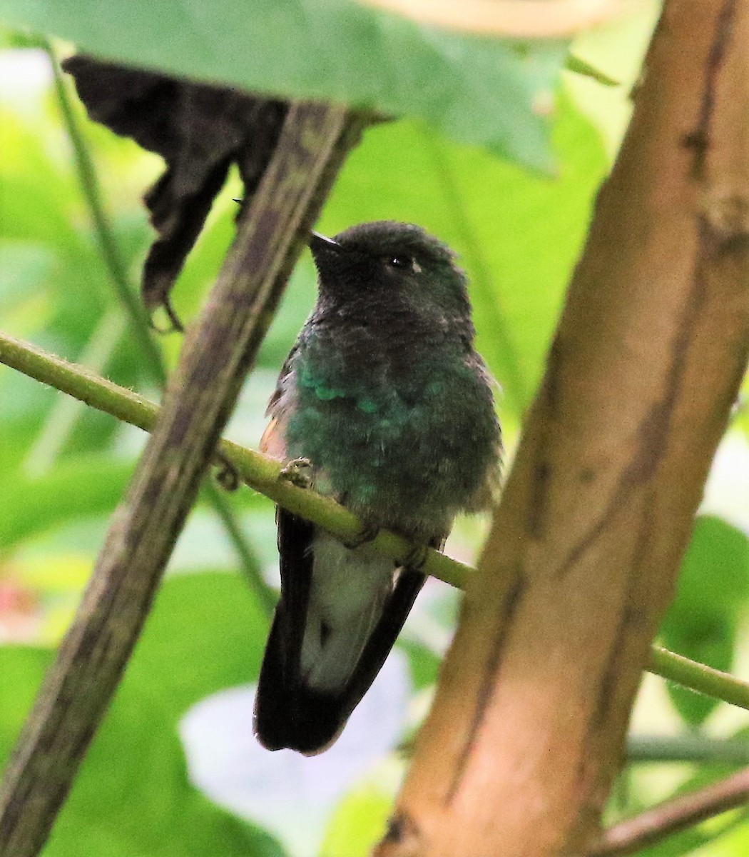 Colibrí Cabeciazul - ML47058261