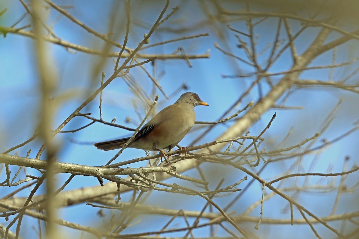 Rufous-backed Robin (Grayson's) - ML47058291