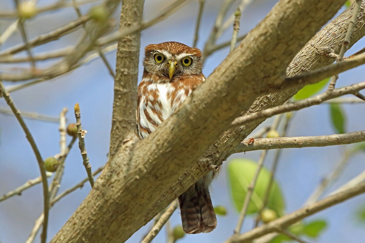 Ferruginous Pygmy-Owl - ML47058331