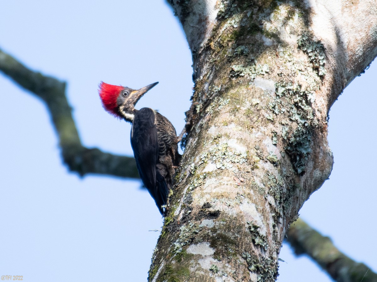 Lineated Woodpecker - T I