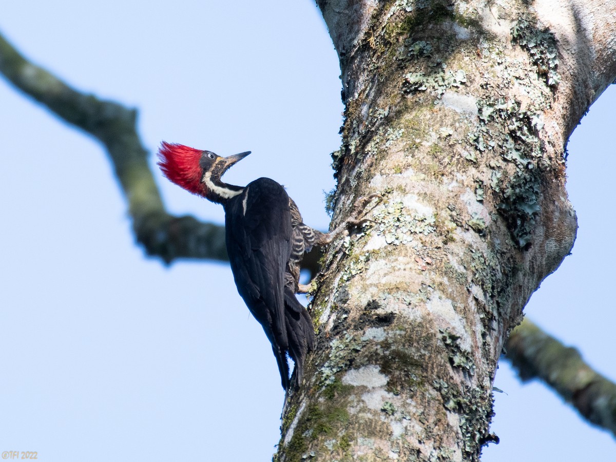 Lineated Woodpecker - T I