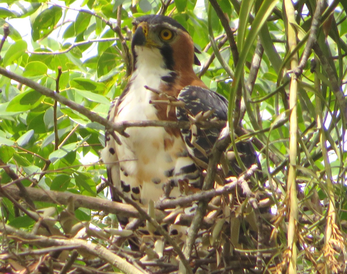 Ornate Hawk-Eagle - Alfredo Correa
