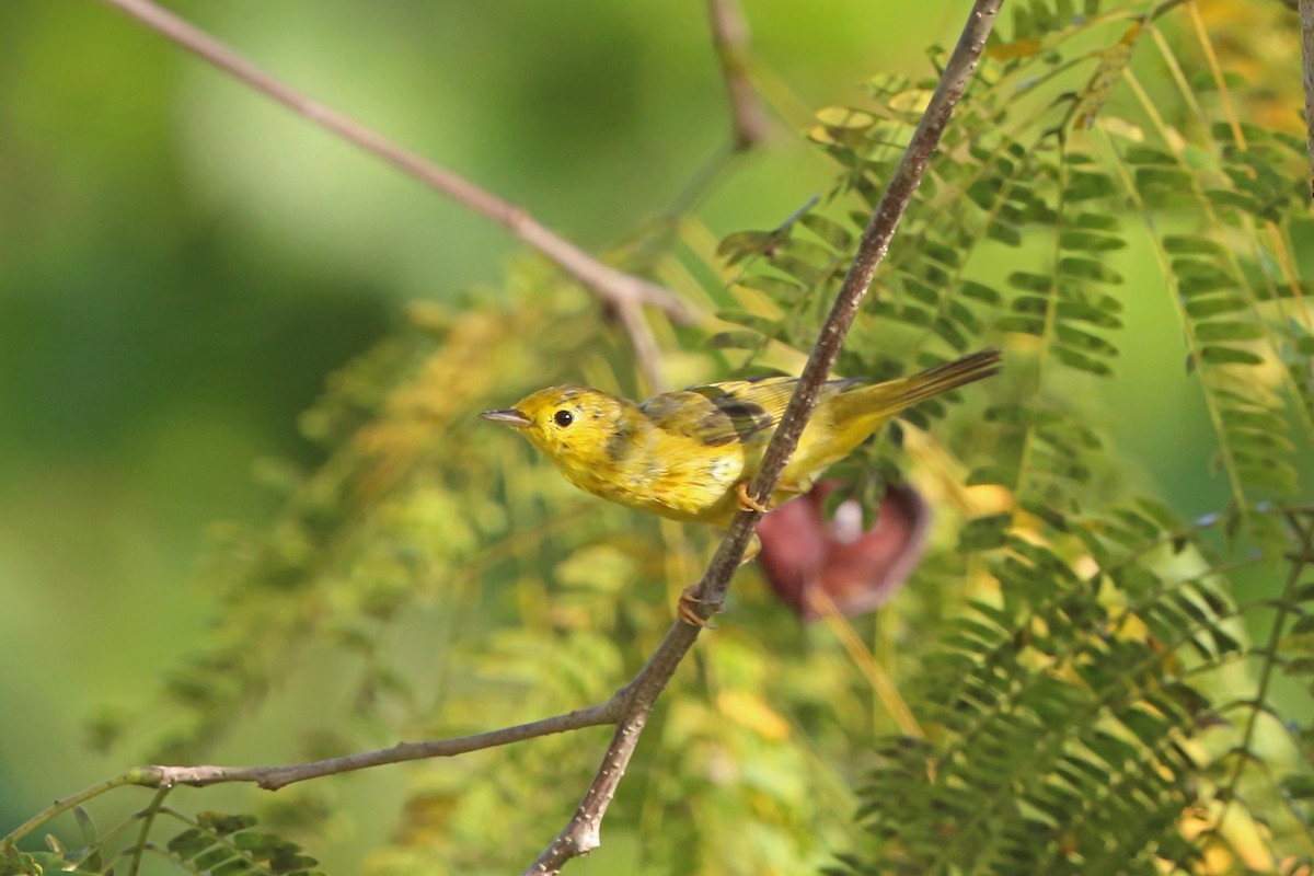 Yellow Warbler (Mangrove) - Nigel Voaden