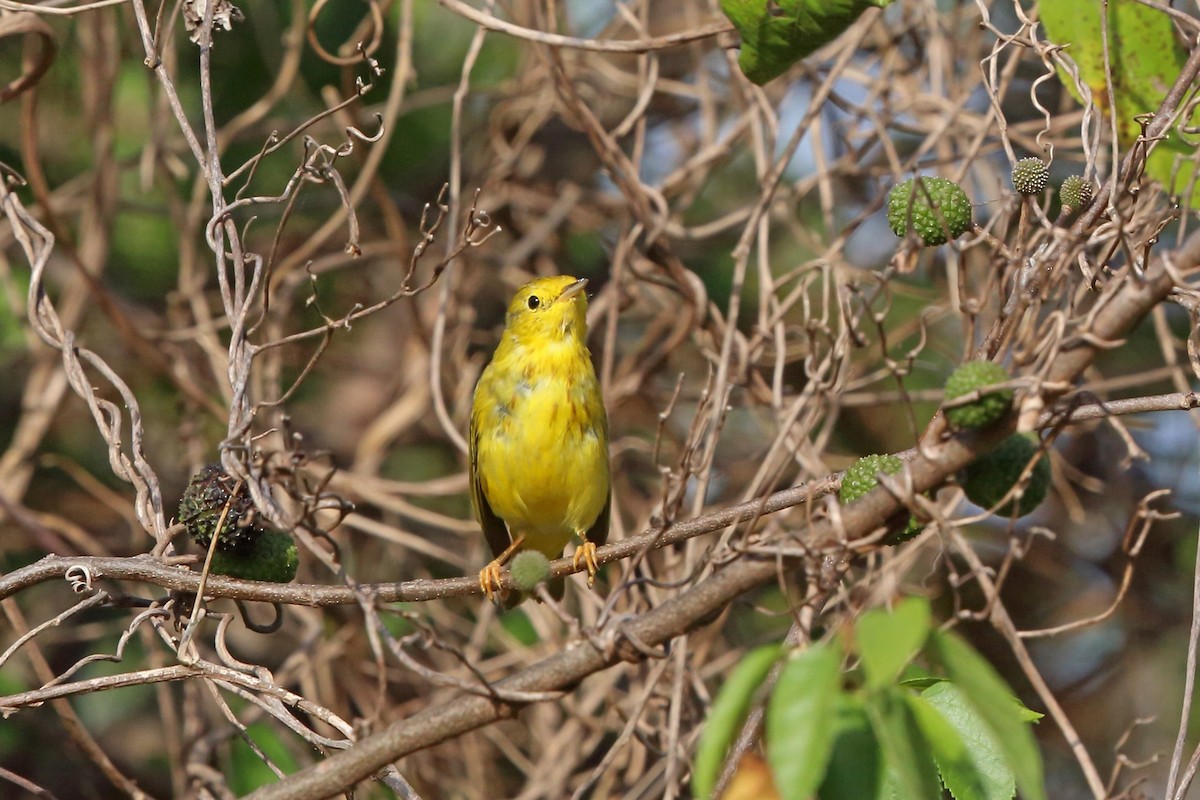 Yellow Warbler (Mangrove) - ML47058391