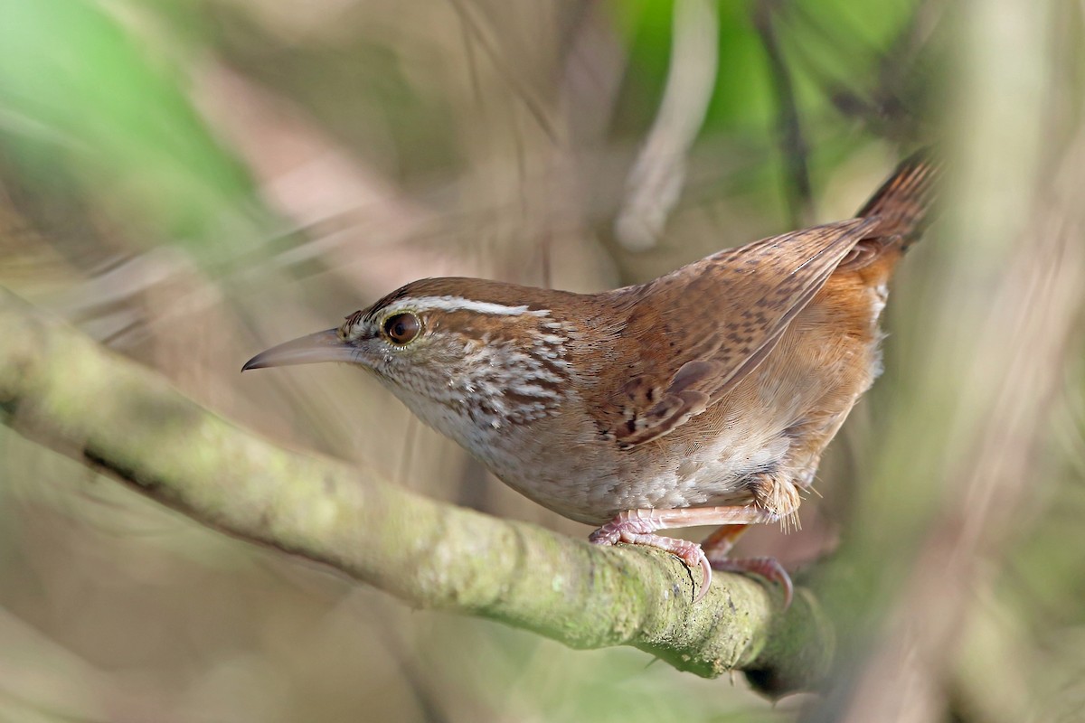 Sinaloa Wren - ML47058401