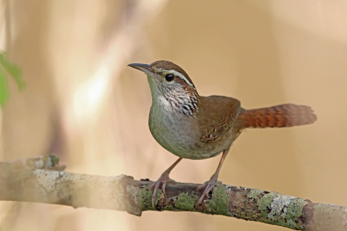 Sinaloa Wren - ML47058421