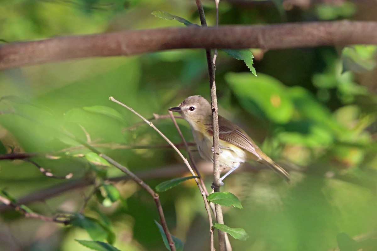 Bell's Vireo - ML47058471