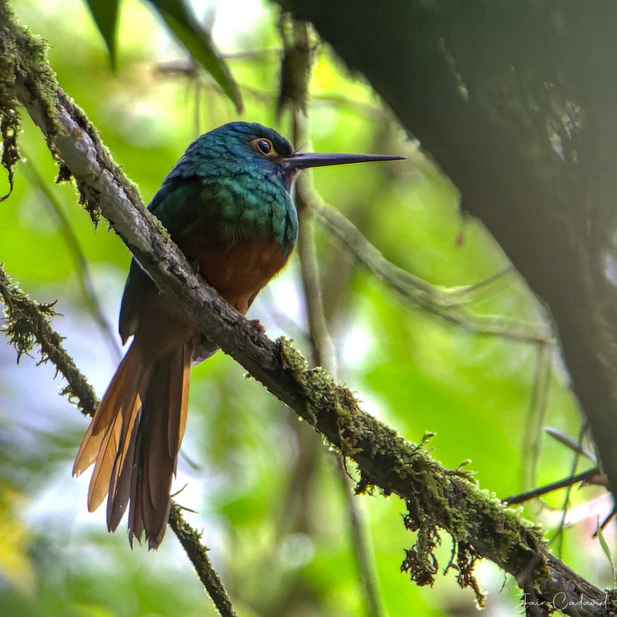 Coppery-chested Jacamar - ML470585281