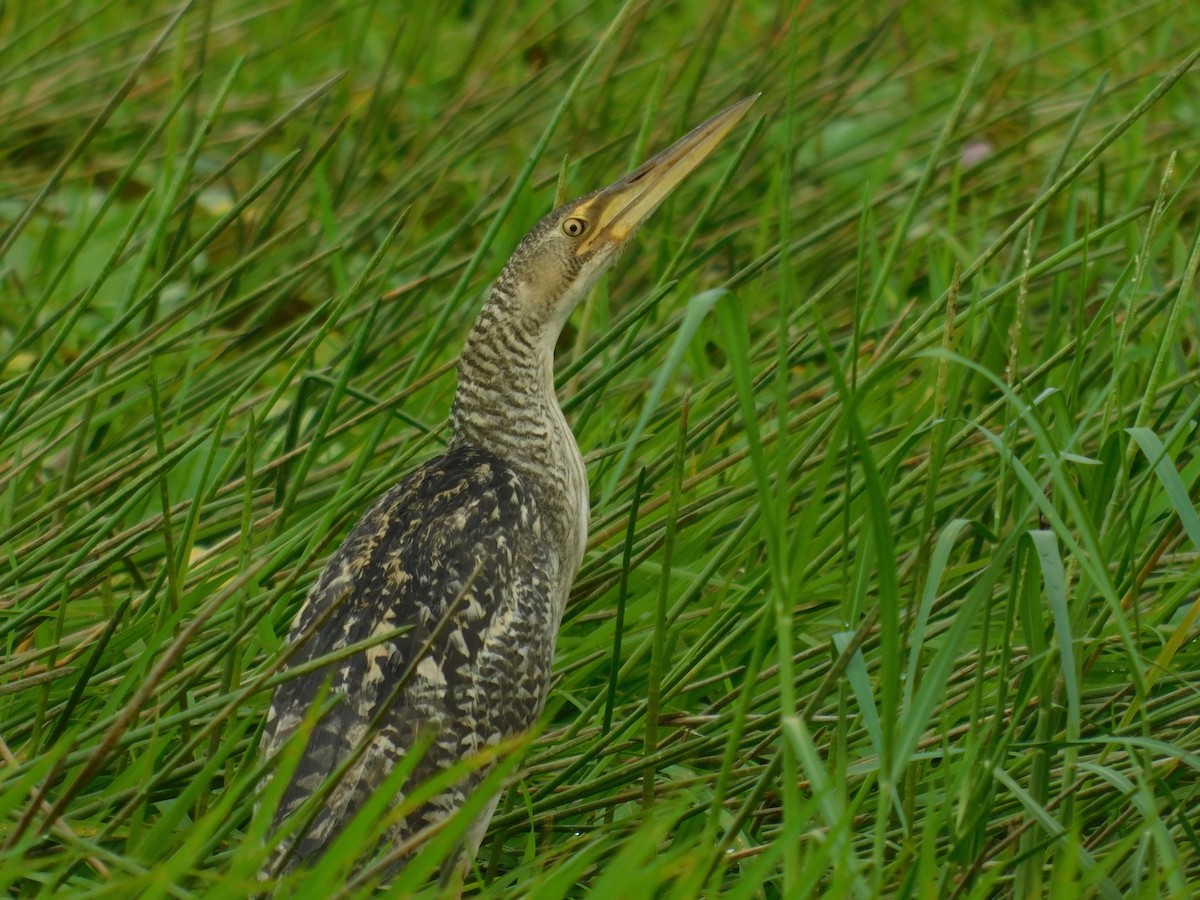 Pinnated Bittern - ML470586611