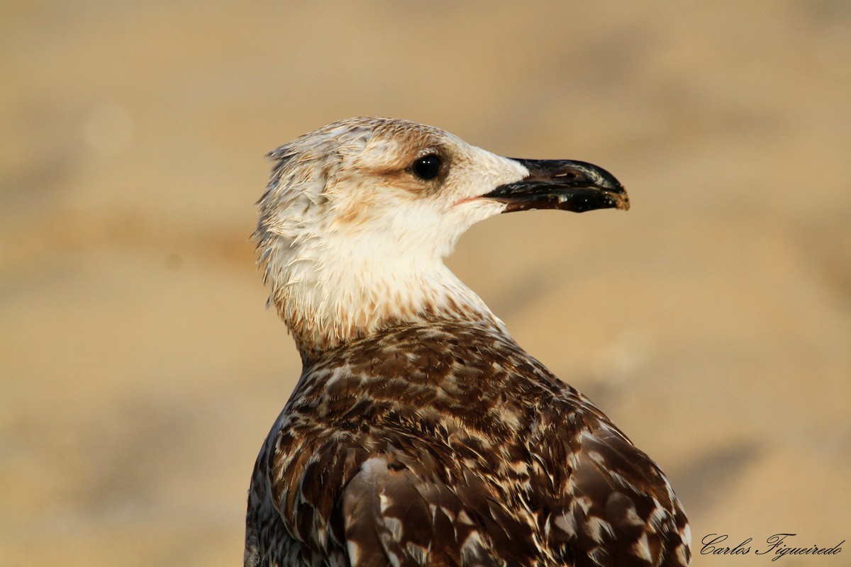 Gaviota Patiamarilla - ML470587441