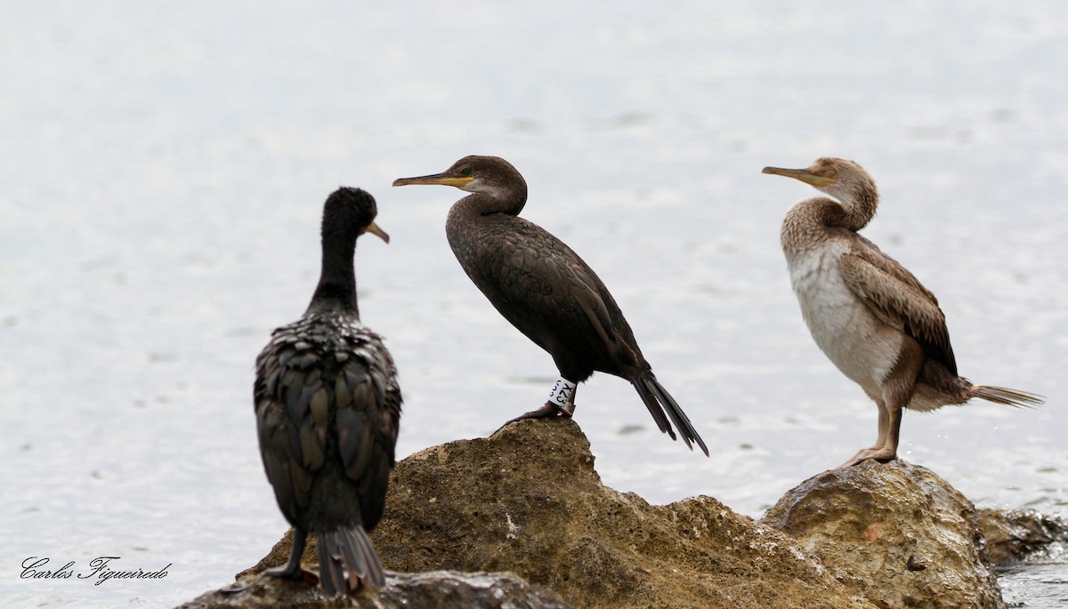 Cormorán Moñudo - ML470587491