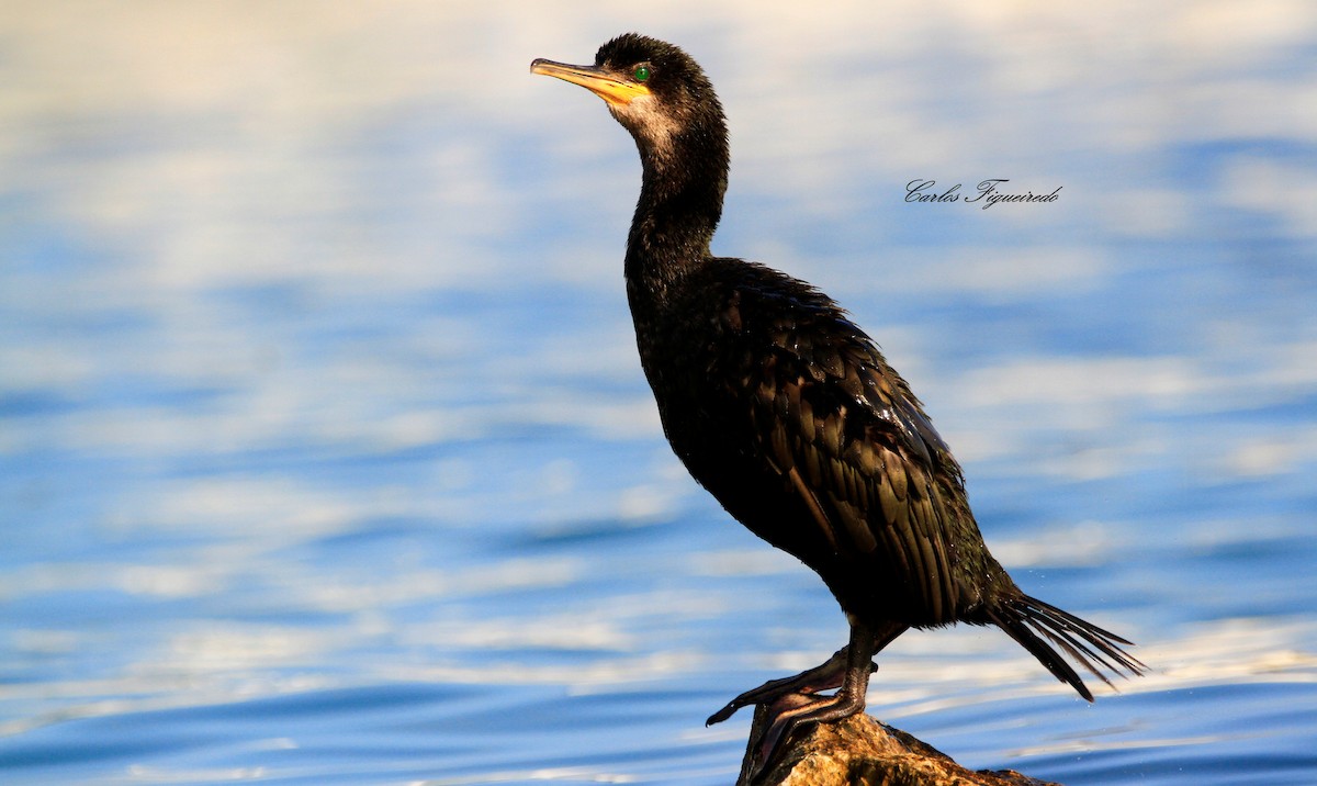 Cormorán Moñudo - ML470587521