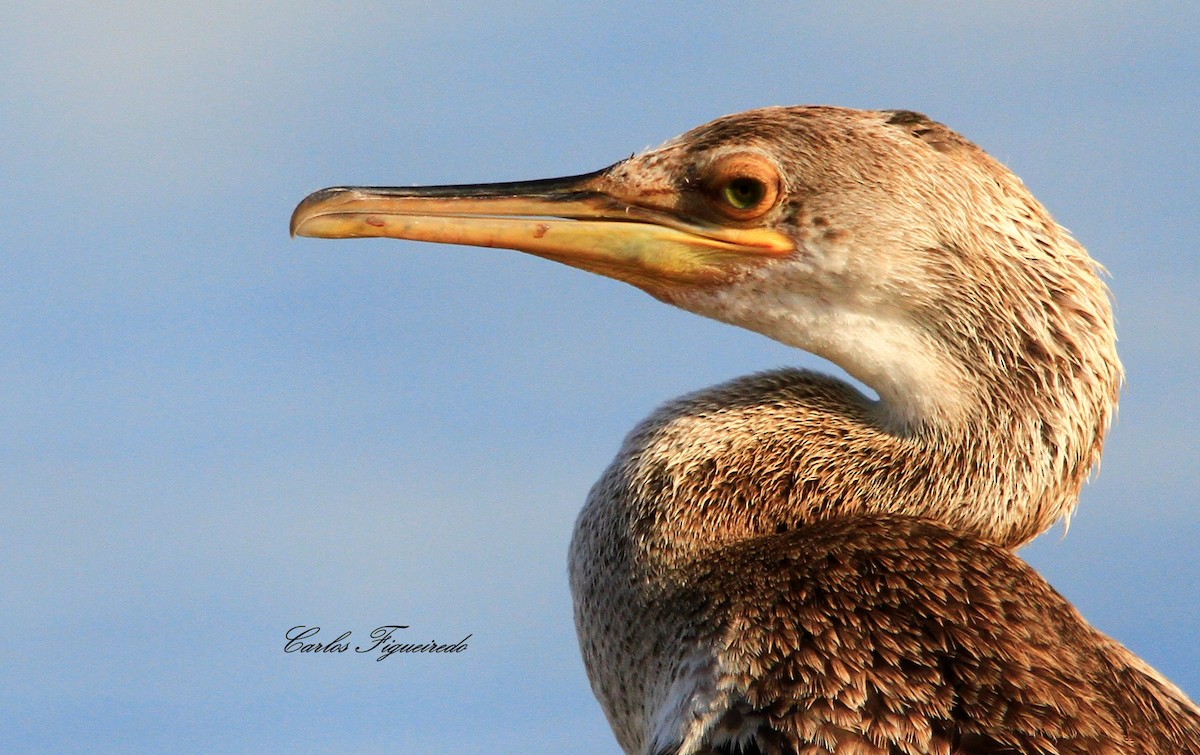 Cormorán Moñudo - ML470587971