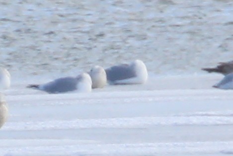 Glaucous Gull - ML47058891