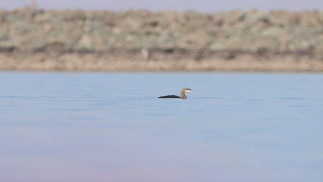 Pacific Loon - ML470590451