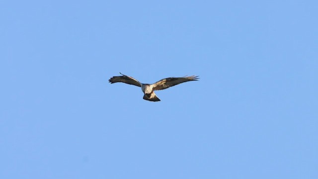 Rough-legged Hawk - ML470591381