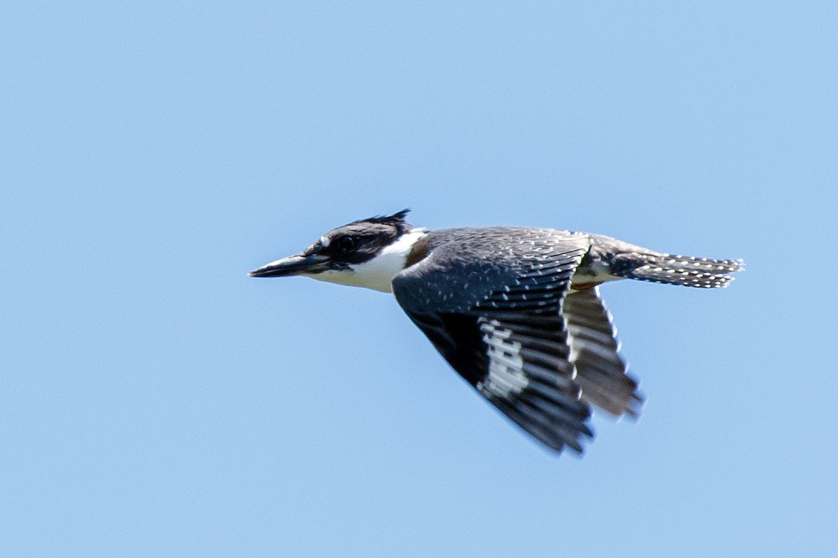 Belted Kingfisher - ML470592571