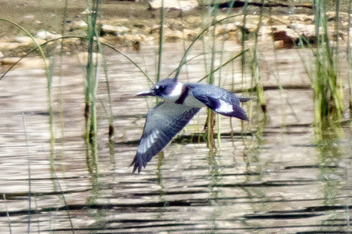 Belted Kingfisher - ML470592581