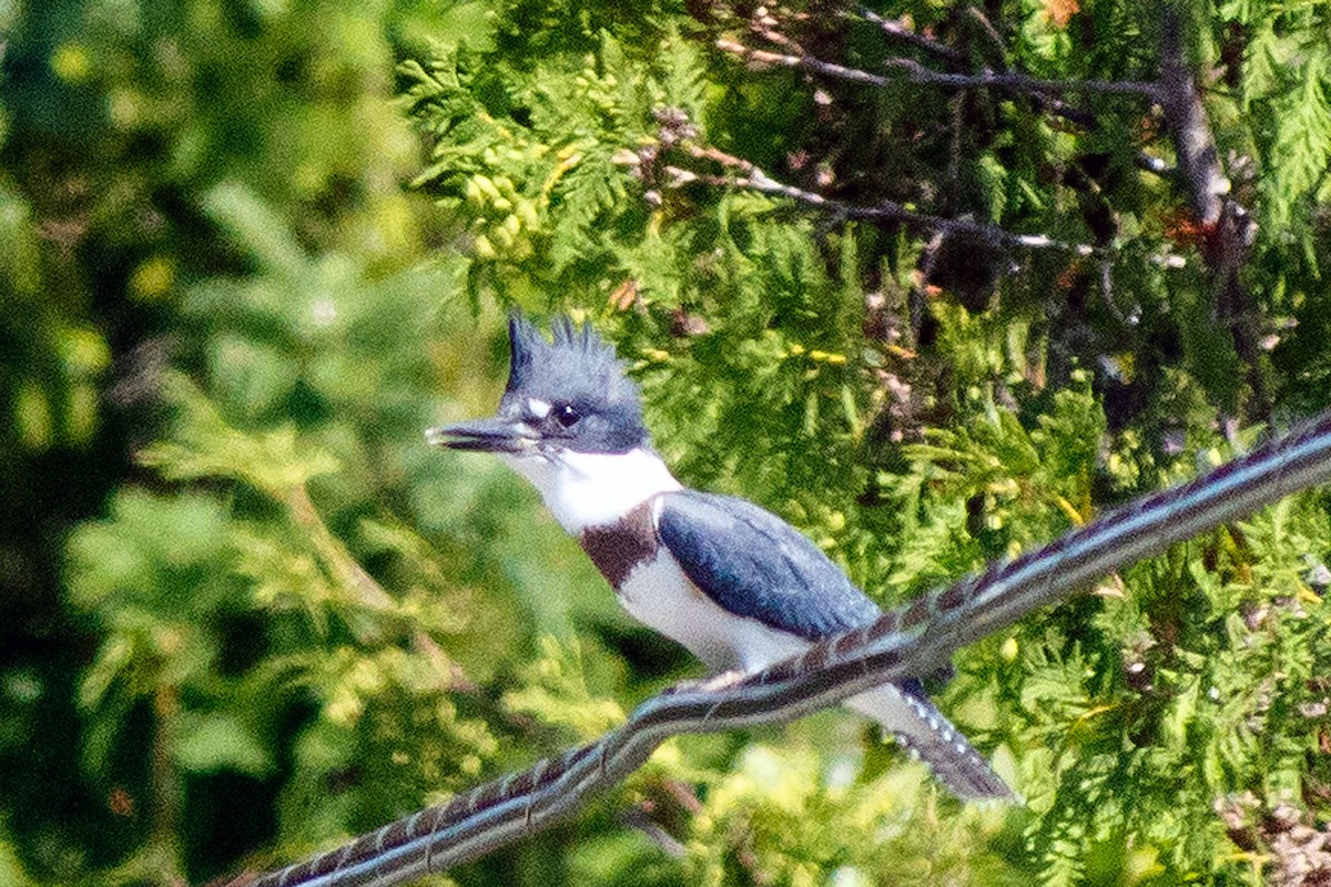 Belted Kingfisher - ML470592601