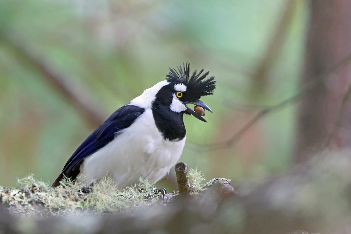 Tufted Jay - ML47059271