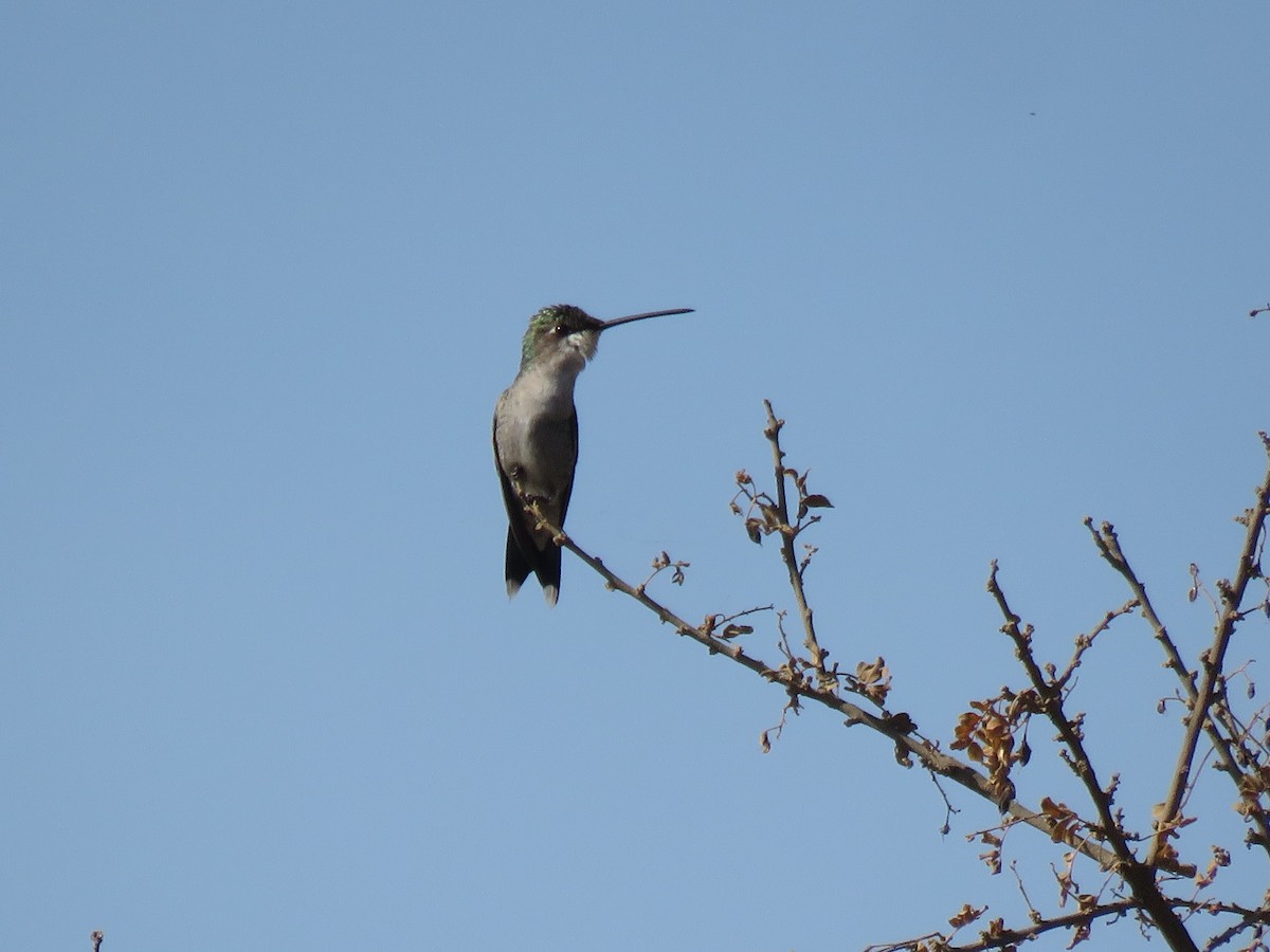 kolibřík cerradový - ML470593011