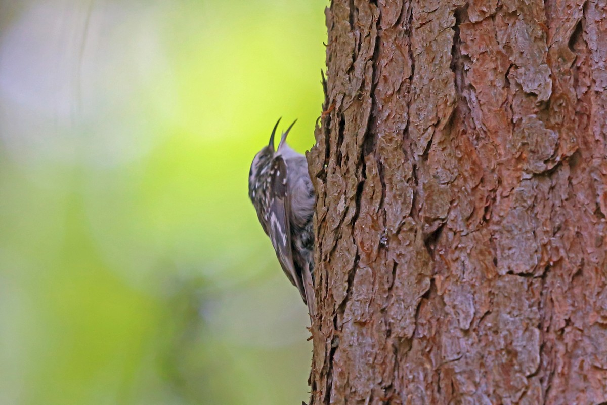 Brown Creeper - ML47059341