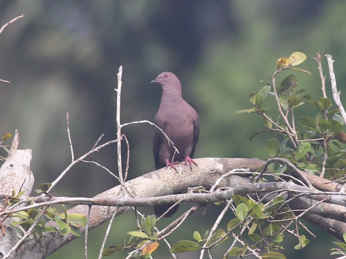 Ruddy Pigeon - ML470593771