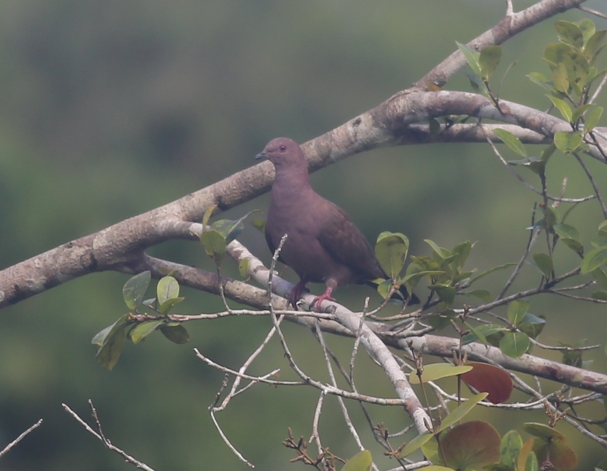 Ruddy Pigeon - ML470593781