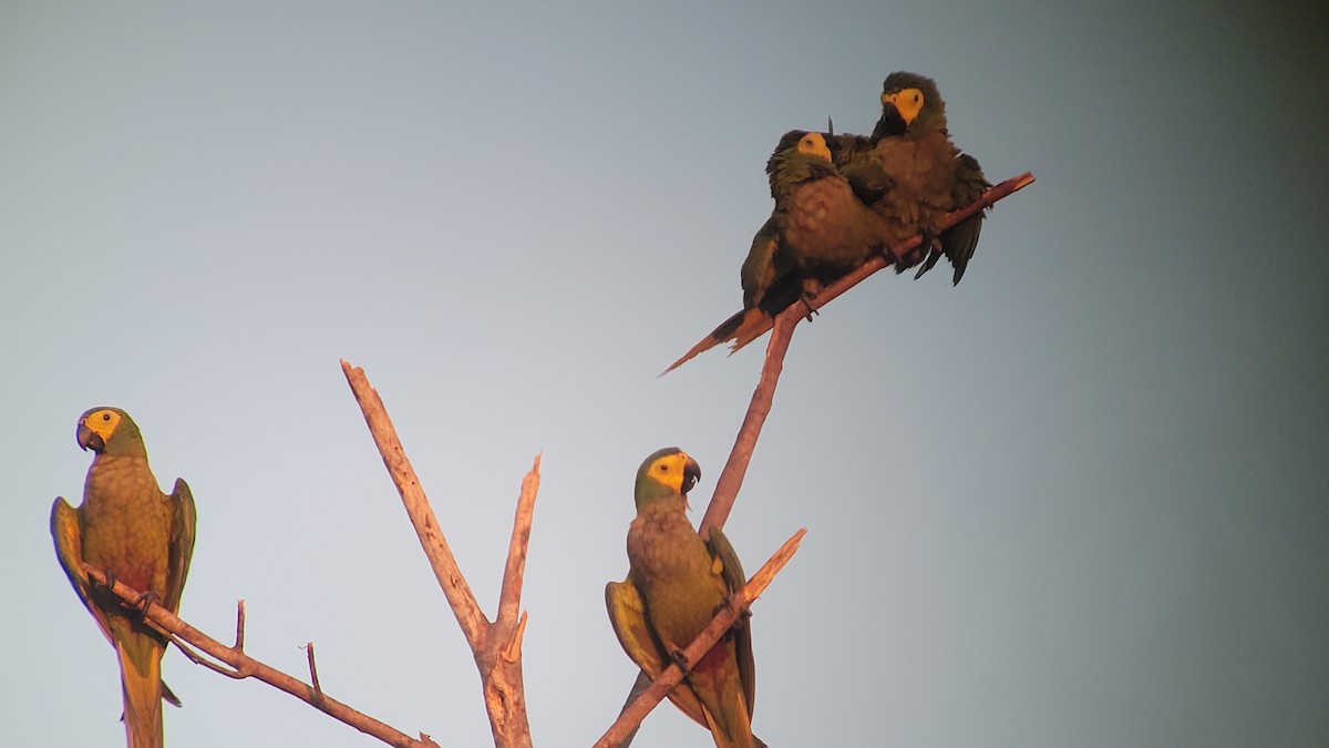 Red-bellied Macaw - ML470594511